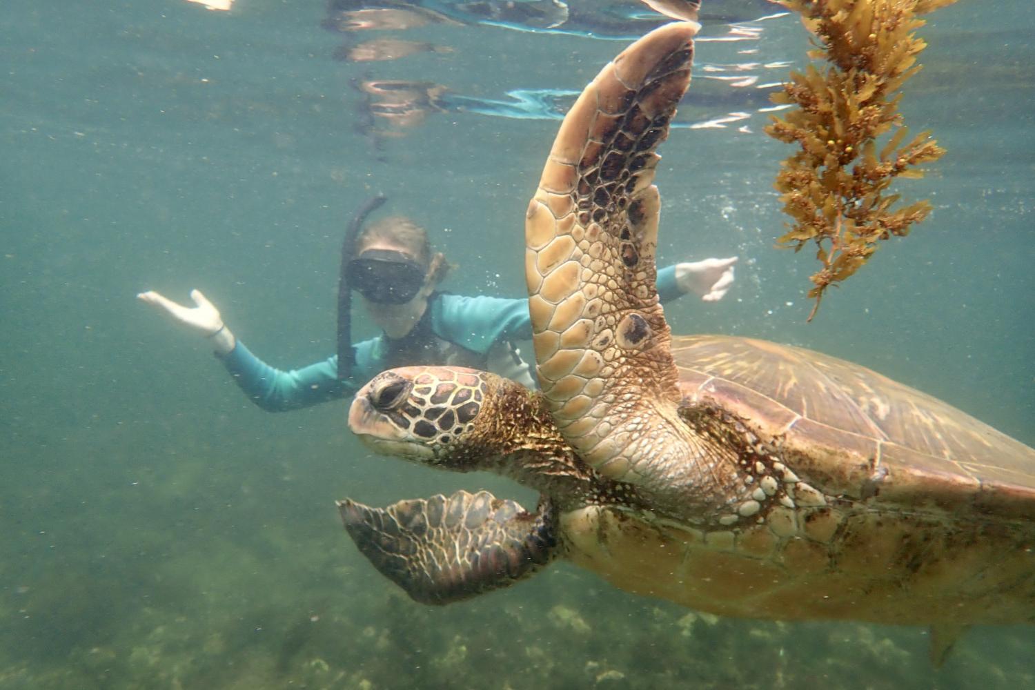 一名<a href='http://o5ft4.ldmuyj.com'>全球十大赌钱排行app</a>学生在Galápagos群岛游学途中与一只巨龟游泳.